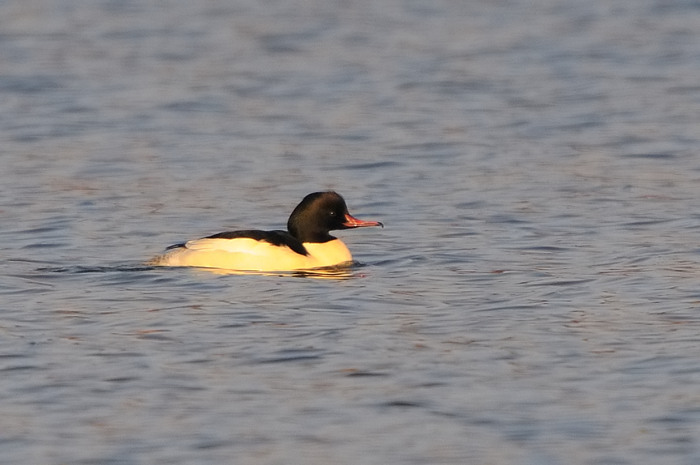 85.jpg - Grote Zaagbek (Goosander, Mergus merganser). Hamputten, Waasmunster. 24/12/2007. Copyright: Joris Everaert. Nikon D300, Sigma APO 500mm f4.5 EX DG HSM