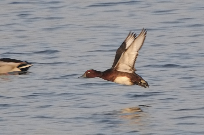 86.jpg - Witoogeend (Ferruginous Duck, Aythya nyroca). Hamputten, Waasmunster. 26/12/2007. Copyright: Joris Everaert. Nikon D300, Sigma APO 500mm f4.5 EX DG HSM + Nikon 1.4 teleconverter
