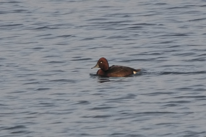 87.jpg - Witoogeend (Ferruginous Duck, Aythya nyroca). Hamputten, Waasmunster. 26/12/2007. Copyright: Joris Everaert. Nikon D300, Sigma APO 500mm f4.5 EX DG HSM + Nikon 1.4 teleconverter