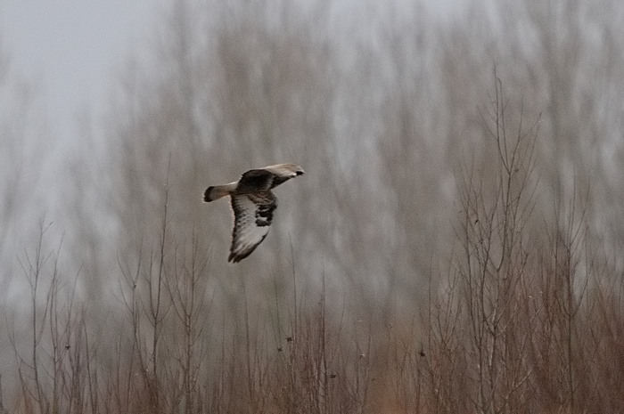 88.jpg - Ruigpootbuizerd (Rough-legged Buzzard, Buteo lagopus). Verrebroekse plassen, Beveren. 29/12/2007. Copyright: Joris Everaert. Nikon D300, Sigma APO 500mm f4.5 EX DG HSM