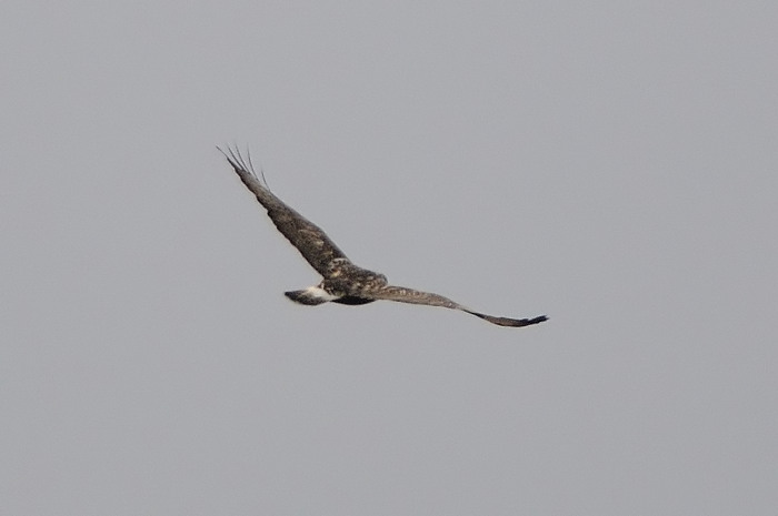 89.jpg - Ruigpootbuizerd (Rough-legged Buzzard, Buteo lagopus). Verrebroekse plassen, Beveren. 29/12/2007. Copyright: Joris Everaert. Nikon D300, Sigma APO 500mm f4.5 EX DG HSM