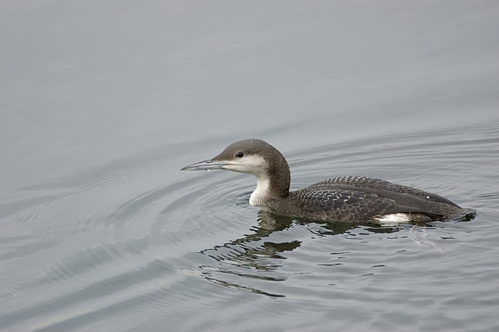 9.jpg - Parelduiker (Black-throated Diver, Gavia arctica). Nijverheidsdok, haven Brugge. 20/02/2007. Copyright: Joris Everaert. Nikon D70, Nikon AF-S ED 300mm f4 + 1.4 teleconverter