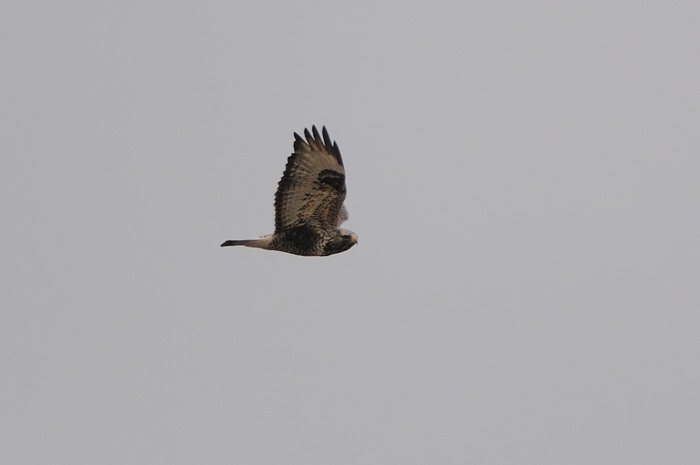 90.jpg - Ruigpootbuizerd (Rough-legged Buzzard, Buteo lagopus). Verrebroekse plassen, Beveren. 30/12/2007. Copyright: Joris Everaert. Nikon D300, Sigma APO 500mm f4.5 EX DG HSM