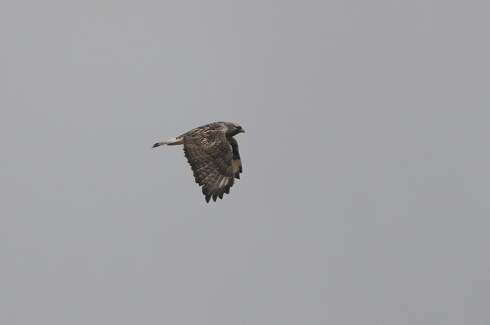 91.jpg - Ruigpootbuizerd (Rough-legged Buzzard, Buteo lagopus). Verrebroekse plassen, Beveren. 30/12/2007. Copyright: Joris Everaert. Nikon D300, Sigma APO 500mm f4.5 EX DG HSM