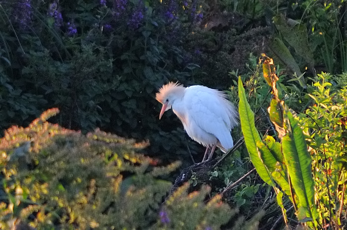 64.jpg - Koereiger (Cattle Egret, Bubulcus ibis). Molsbroek, Lokeren. 23/07/2008. Copyright: Joris Everaert. Nikon D300, Sigma APO 500mm f4.5 EX DG HSM
