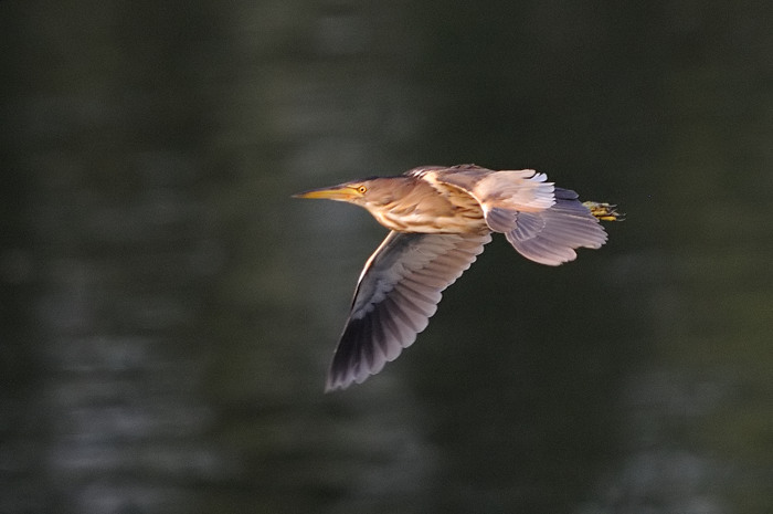 77.jpg - v. Woudaap (Little Bittern, Ixobrychus minutus). Molsbroek, Lokeren. 29/07/2008. Copyright: Joris Everaert. Nikon D300, Sigma APO 500mm f4.5 EX DG HSM