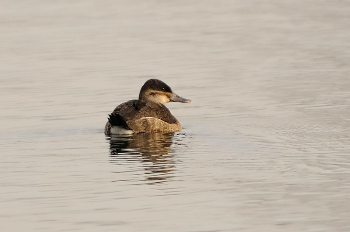 8.jpg - Rosse Stekelstaart v. (Ruddy Duck, Oxyura jamaicensis). Hamputten, Waasmunster. 24/01/2009. Copyright: Joris Everaert. Nikon D300, Sigma APO 500mm f4.5 EX DG HSM
