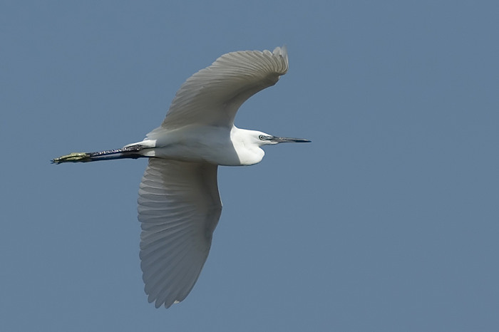 Kleine_Zilverreiger.jpg