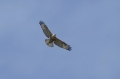 Arendbuizerd