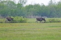 eland
