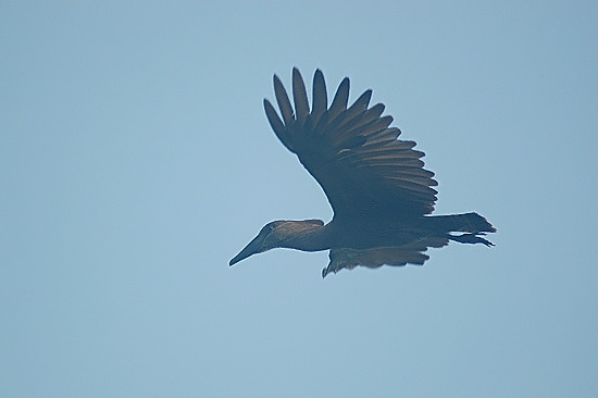 Hamerkop.jpg