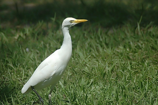 Koereiger.jpg