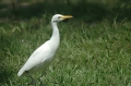 Koereiger