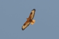 Arendbuizerd