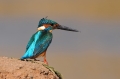 IJsvogel