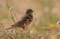 Ortolaan