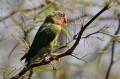 Parrot