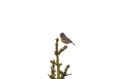 blauwstaart