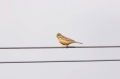 ortolaan