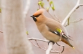 pestvogel