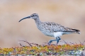 regenwulp