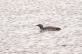 roodkeelduiker