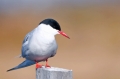 visdief