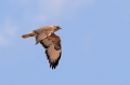 Arendbuizerd
