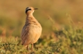 Renvogel
