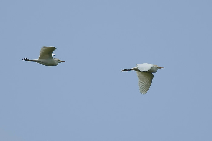 Koereiger.jpg